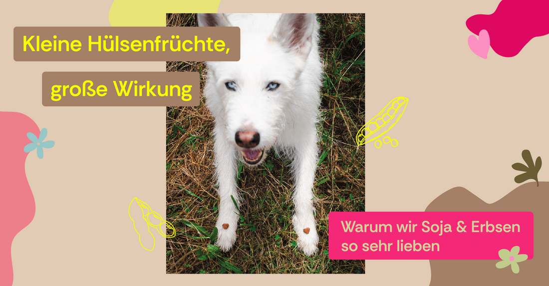 Warum Soja & Erbsen die perfekten pflanzlichen Proteinquellen für Hunde sind