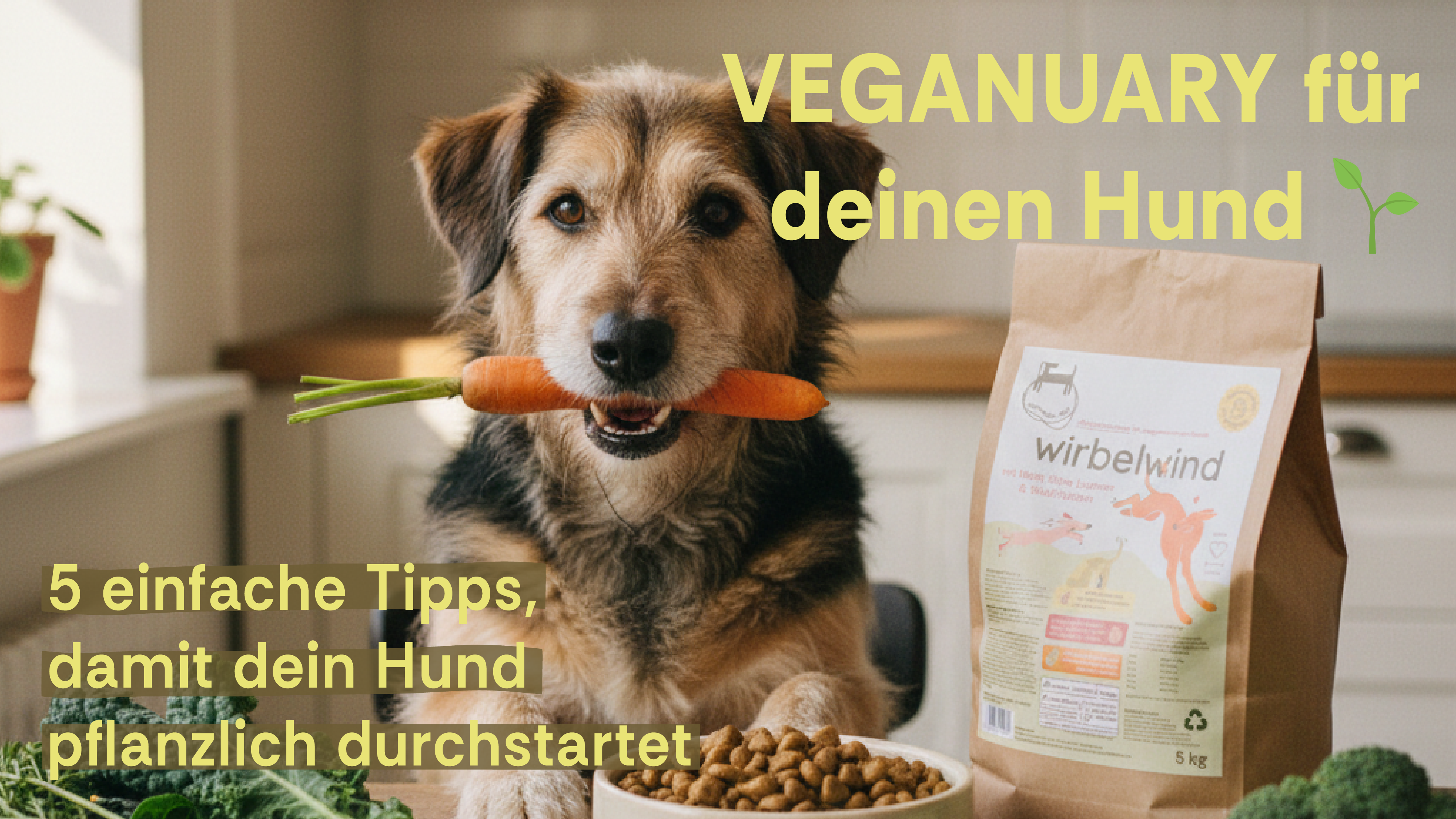Veganuary fr deinen Hund: 5 einfache Starttipps, damit dein Hund pf   schnauze voll Hundefutter