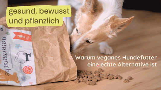 Gesund, bewusst, pflanzlich – Warum veganes Hundefutter eine echte Alternative ist