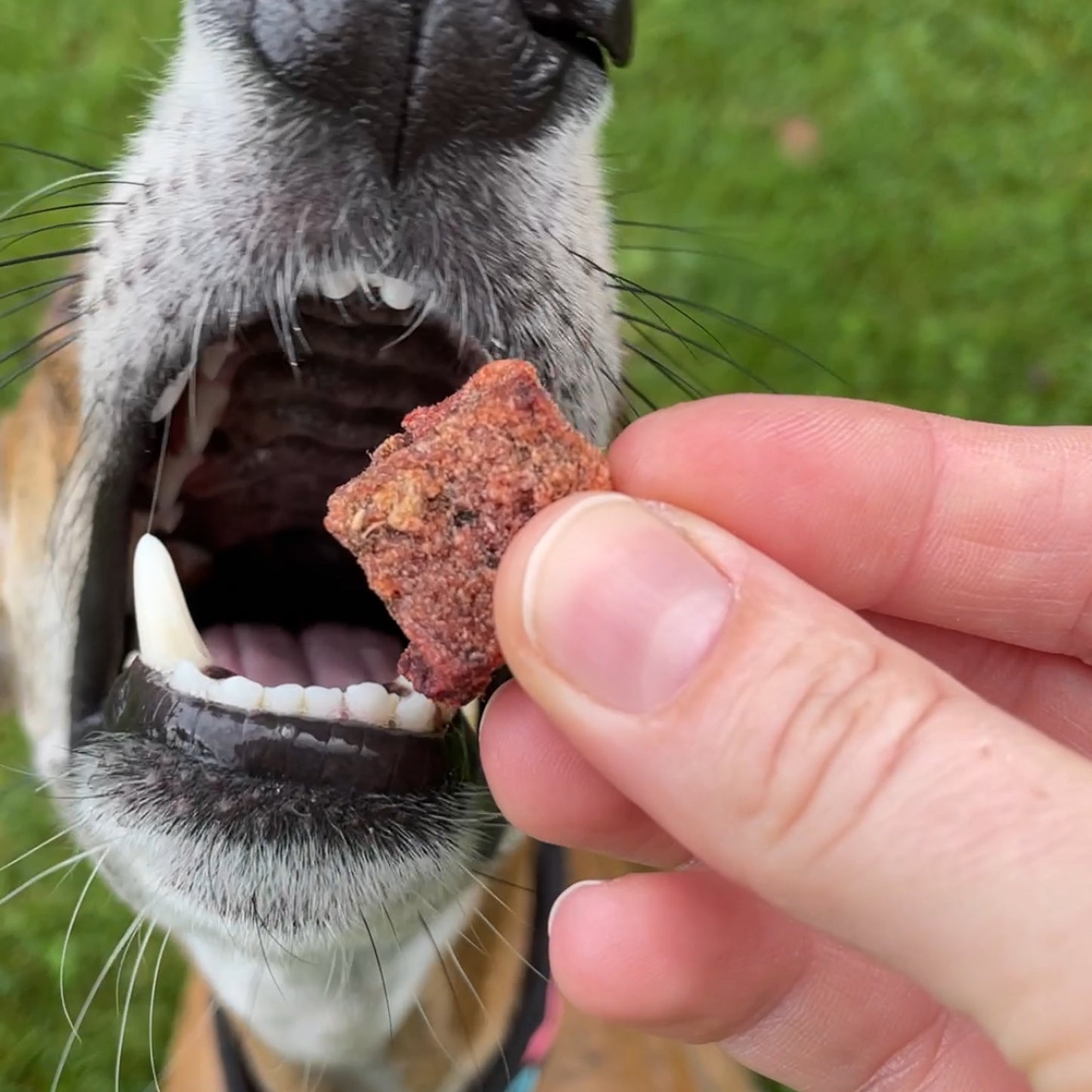 häppy happen — mit Rote Beete, Pastinake & Cranberry