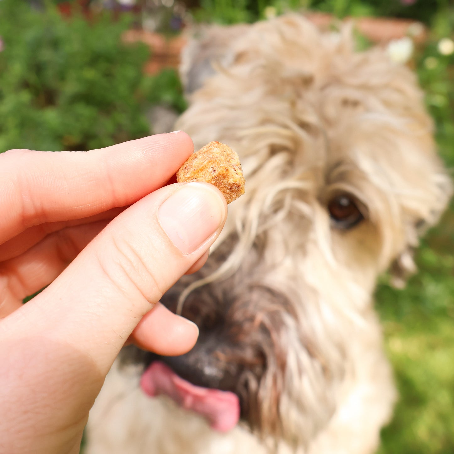 Probierpaket S - Frühlings Edition 🌸🐕