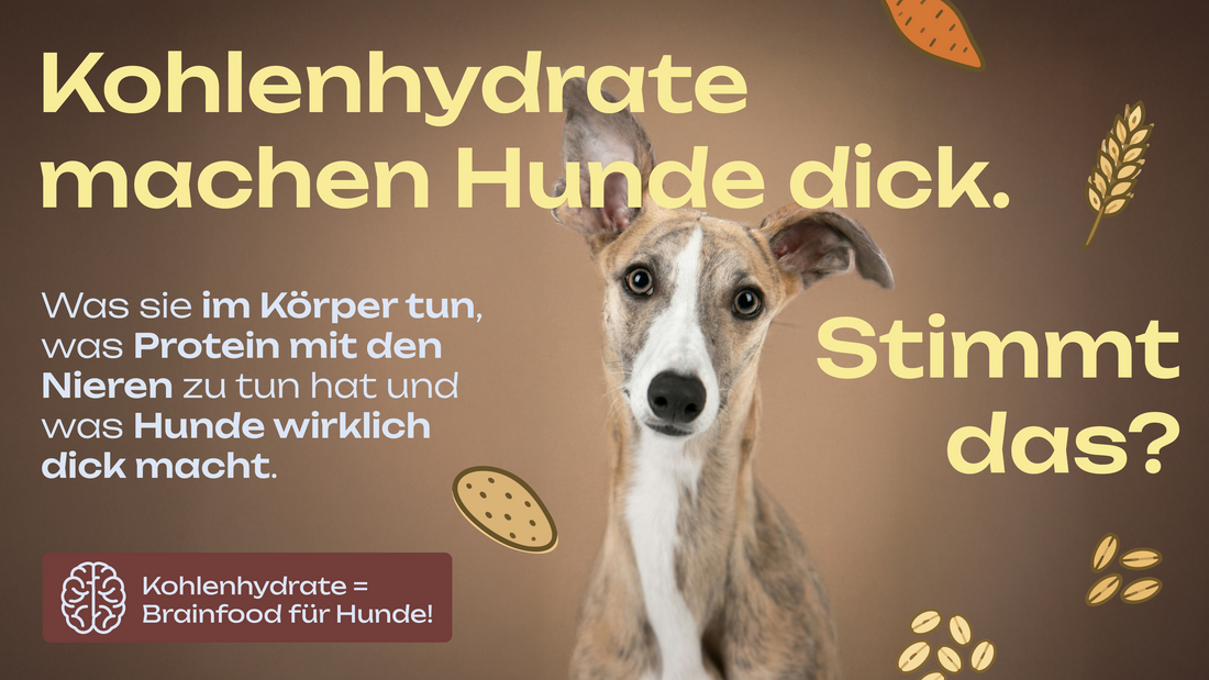 Kohlenhydrate im Hundefutter: unterschätzt, missverstanden und eigentlich ziemlich clever