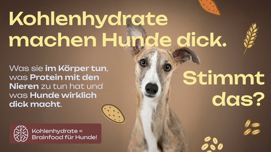 Kohlenhydrate im Hundefutter: unterschätzt, missverstanden und eigentlich ziemlich clever