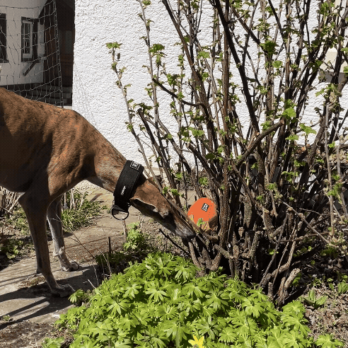 Häppy Schnüffelpaket – Leckerlis & Schnüffel-Spaß! 🐶