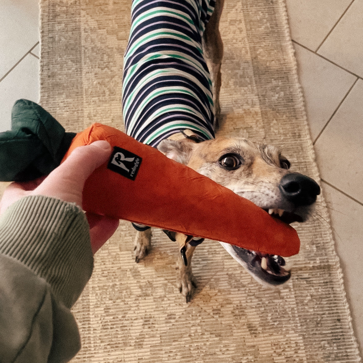 Schnüffel Spaß für Ostern 🐕🌸