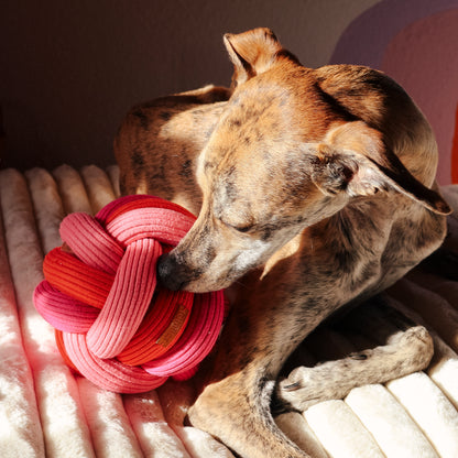 🌈 Twisty Ball – bunter Spielspaß zum Verlieben!